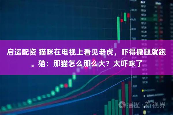 启运配资 猫咪在电视上看见老虎，吓得撒腿就跑。猫：那猫怎么那么大？太吓咪了