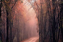 什么平台炒股票比较好:股票如何短线操作降低成本-中期分红稳定性不断提升 超200家沪市公司连续两年派发“年中红包”